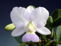 C.walkeriana var.coerulea 'Satox Japan'