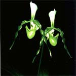 Paph.dianthum f.album 