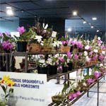 SOBH Orchid Show 2003