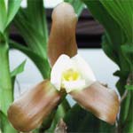 Lycaste xytriophora