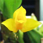 Lycaste aromatica