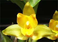 Lycaste cochleata