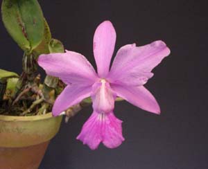 C.walkeriana