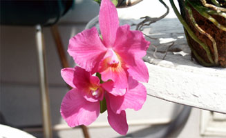 Sophronitis rosea