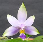 Phal.violacea var.coerulea