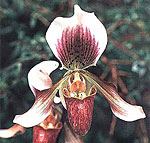 Paph. x powelii