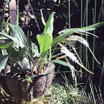 Lycaste aromatica