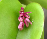 Pleurothallis pectinata