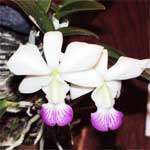 Cattleya Walkeriana-semi alba