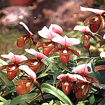 Paph. charlesworthii ̌Q