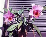 Cattleya luedddmaniana