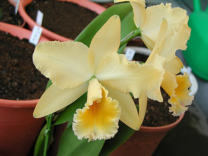 Blc. Princess Kiko 'Hohoemi'