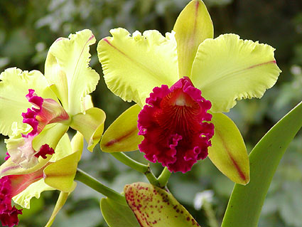 Blc. Toshie Aoki 'Carmela'