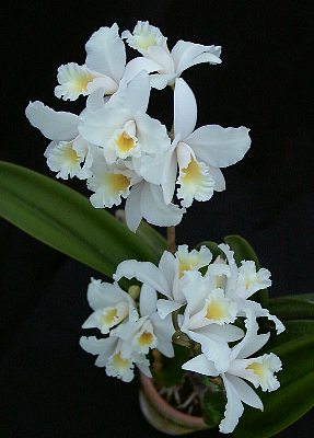 Lc. Dubescens 'White Star'