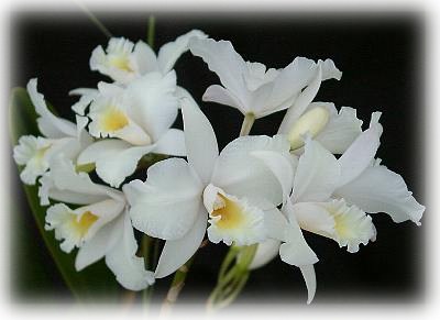 Lc. Dubescens 'White Star'