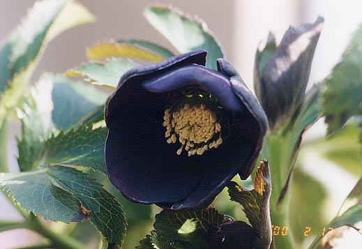 �N���X�}�X���[�Y�@�I���G���^���X�@�u���b�N