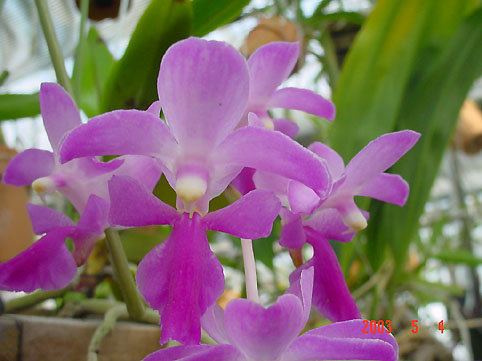 Aerides crassifolia