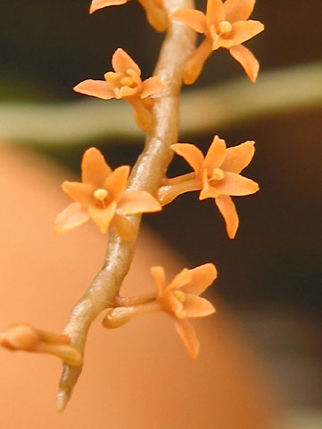 Aerangis hildebromdii