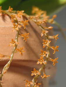 Aerangis hildebromdii