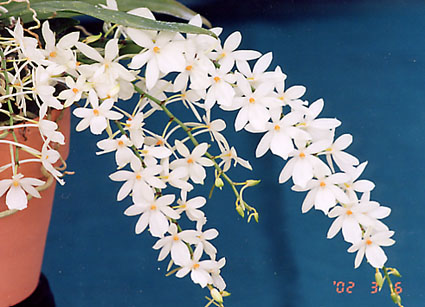 Aerangis luteo-alba var. rhodosticta x pumilio