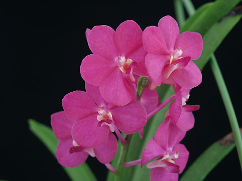 Ascda. Peggy Foo