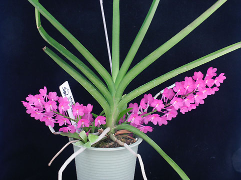 Asctm. ampullaceum 'Pink Star' BM/IOK '01