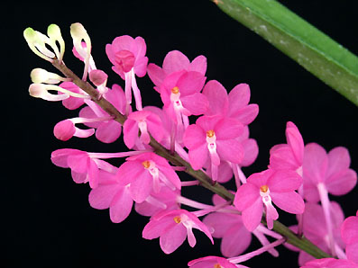 Asctm. ampullaceum 'Pink Star'