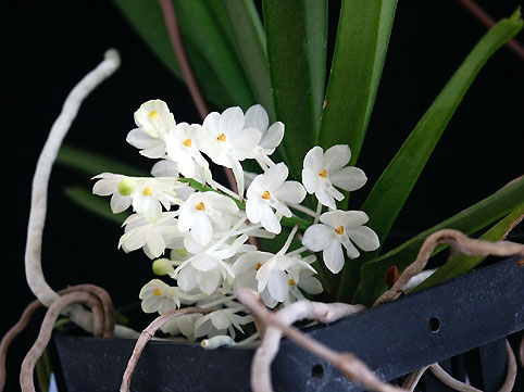 Asctm. ampullaceum var. alba 'Thai Snow'