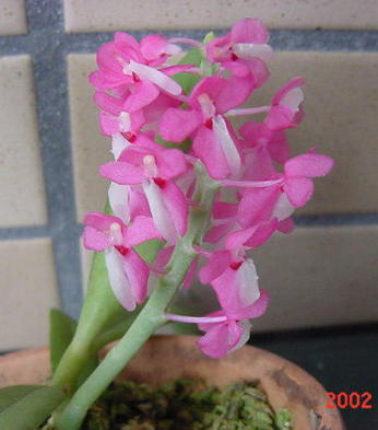 Ascocentrum hendersonianum