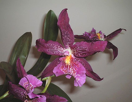 Beallara Marfitch 'Howard's Dream' AM/AOS