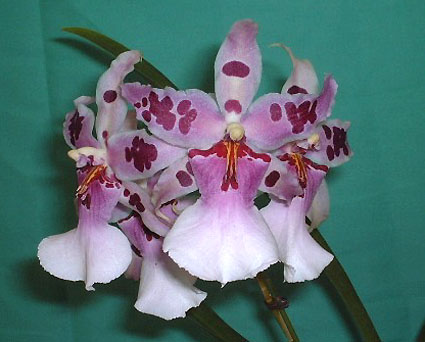 Beallara Peggy Ruth Carpenter 'Morning Joy'