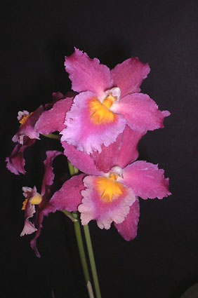 Beallara Purple Star 'Karen'