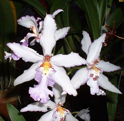 Beallara [Bllra. Tahoma Glacier x ( Oda. Toriana x Oda. Ingera)] 'Smile Eri'