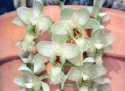 Clowesia warscewiczii