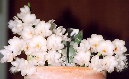 Ctsm. Grace Dunn 'Chadds Ford' AM/AOS