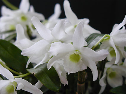 Den. Angel Baby 'Green Ai'