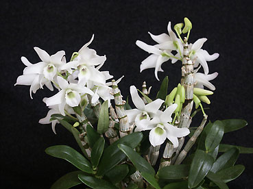 Den. Angel Baby 'Green'