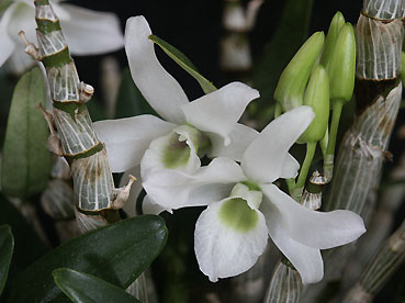 Den. Angel Baby 'Green'