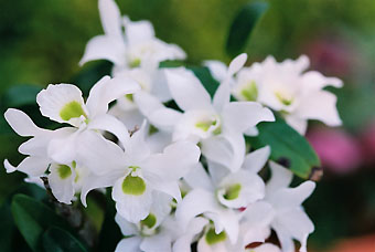 Den. Angel Baby 'Green��'