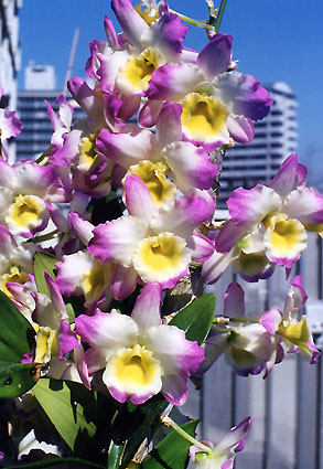 Den. Maihime
