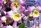 Den. Maihime