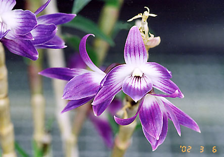 Den. Mayumi