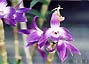 Den. Mayumi