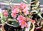 Den. Mountain Magic (Pink)