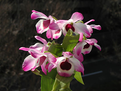 Den. Snowflake 'Red Ace'