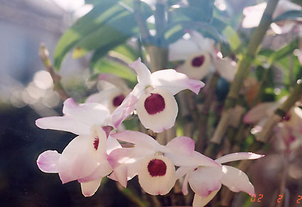 Den. �q���W�@���@�Z�b�R�N