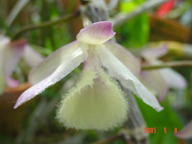 Den. aphyllum