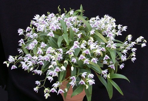 Den. kingianum var. silcockii