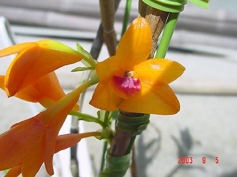 Den. mohlianum