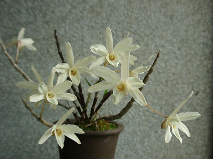 Den. moniliforme (セッコク黄花)